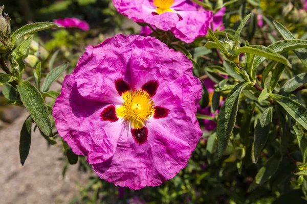 Rózsaszín Rockrose-virág. — Stock Fotó