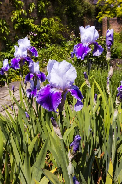 Iris barbudos (Iris Germanica) en un jardín . — Foto de Stock