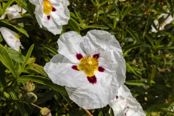 Bir beyaz Cistus çiçek Close-Up. — Stok fotoğraf