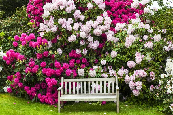 Rododendri in un giardino . — Foto Stock