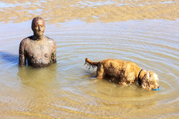 Crosby Beach mit Skulptur und einem verspielten Hund. — Stockfoto