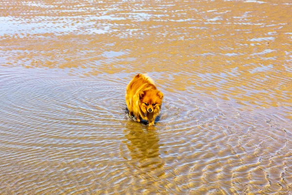 Sevimli küçük köpek su bir plajda. — Stok fotoğraf