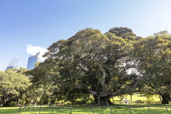 Büyük Yaşlı Ficus Macrophylla Yaygın Olarak Moreton Körfezi Inciri Avustralya — Stok fotoğraf