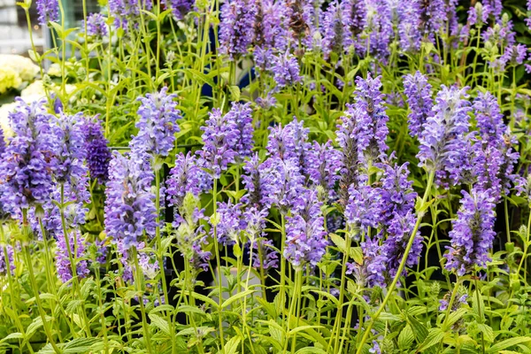 Ricos Picos Flores Azul Violeta Salvia Farinacea Mealy Cup Sage — Fotografia de Stock