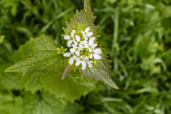 Vitlökssenap Även Känd Som Jack Hedge Vild Blommande Tvåårig Växt — Stockfoto