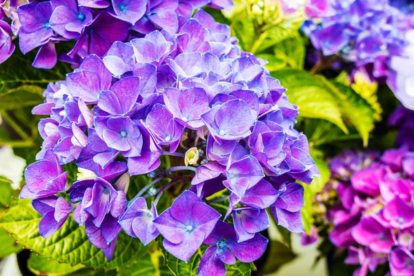 庭に紫色のアジサイの大きな頭のクローズアップ — ストック写真