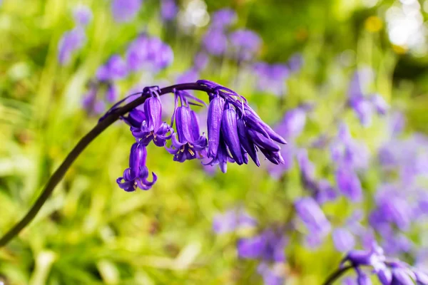 Bluebells Aussi Hyacinthoides Non Scripta Sont Jolies Fleurs Dans Les — Photo