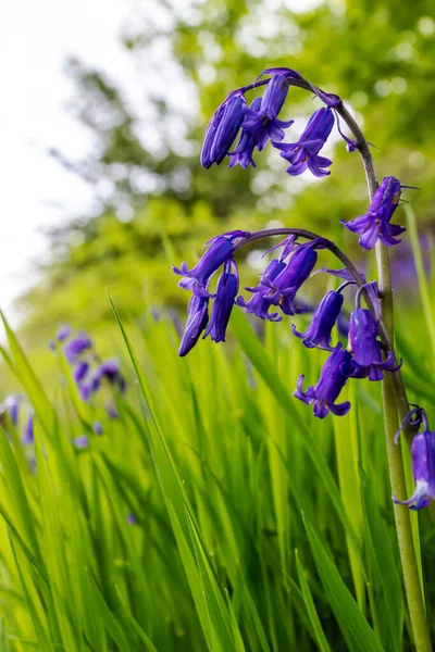 Bluebells Aussi Hyacinthoides Non Scripta Sont Jolies Fleurs Dans Les — Photo