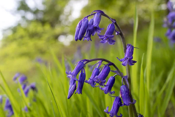 Bluebells Aussi Hyacinthoides Non Scripta Sont Jolies Fleurs Dans Les — Photo