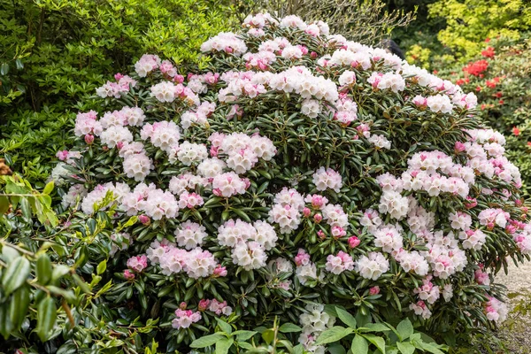 Açık Pembe Çiçekli Rhododendron Çalıları Parkta — Stok fotoğraf