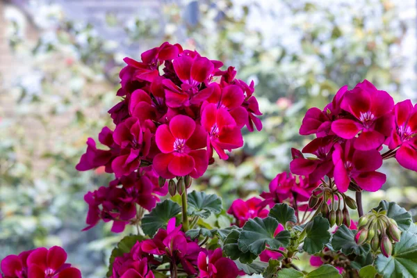 Racimos Redondeados Pelargonio Rosa Profundo Comúnmente Conocido Como Geranio Flores —  Fotos de Stock