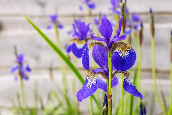 Iris Sibirica Également Connu Sous Nom Drapeau Sibérien Délicates Fleurs — Photo