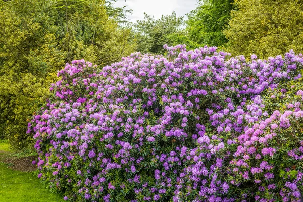 Grande Arbusto Fiorito Rododendro Viola Nel Parco — Foto Stock