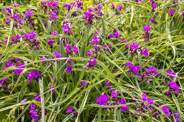 Маленькое Фиолетовое Цветущее Растение Саду — стоковое фото