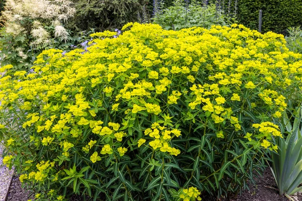 Желтоцветущее Многолетнее Растение Евфории Уолтергейтской Уолтергейтской — стоковое фото