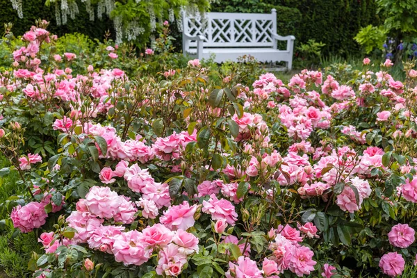 Pembe Çiçekli Küçük Gül Bahçesi Arka Planda Beyaz Bahçe Bankı — Stok fotoğraf