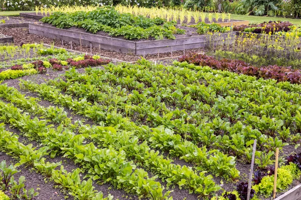 Potager Trädgård Med Symmetriska Trädgårdsbäddar Odlar Rader Grönsaker Med Blommor — Stockfoto