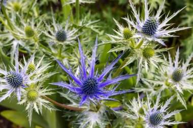 Eryngium bourgatii Picos 'un devedikeni gibi çiçekleri ve tomurcukları kapanıyor..
