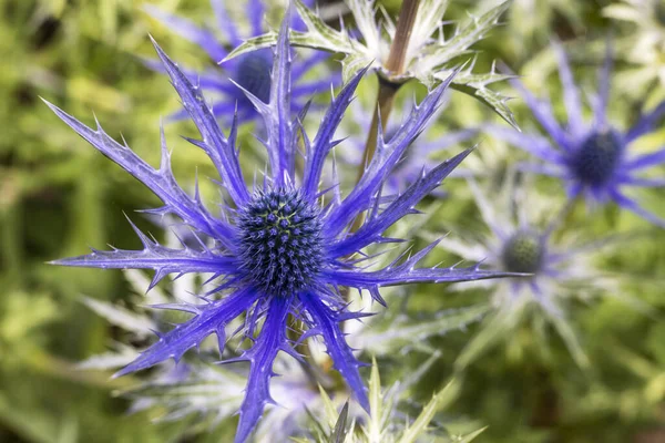 Flores Botões Cardo Eryngium Bourgatii Picos Blue Close — Fotografia de Stock