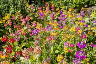 Arresting display of multicoloured Candelabra Primula in a flowerbed in English park. clipart