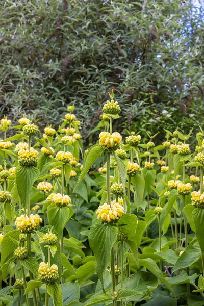 Tall Flowering Plants Jerusalem Sage Also Phlomis Fruticosa Garden Border — Stock Photo, Image