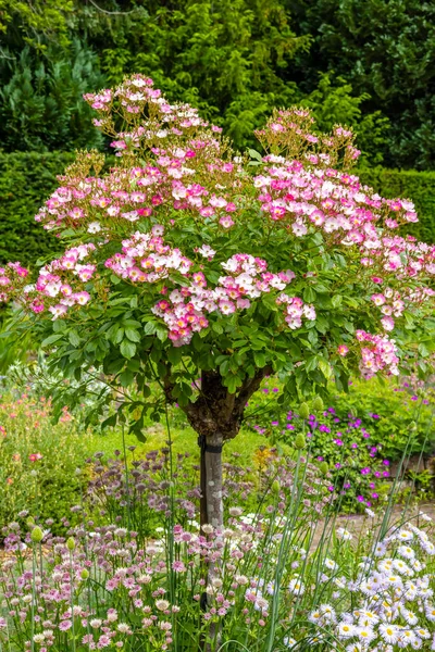 Pequena Floração Rosa Branco Rosa Árvore Jardim Fronteira Herbácea — Fotografia de Stock