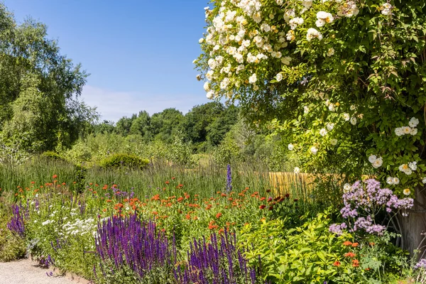 Kruidachtige Rand Met Paarse Witte Oranje Bloemen Ook Grote Wandelende — Stockfoto