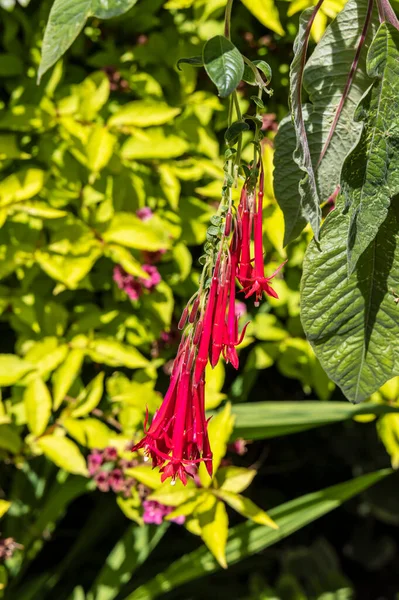 Kleine Rote Hängende Blüten Der Fuchsia Boliviana Oder Bolivianischen Fuchsie — Stockfoto