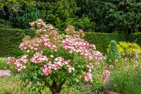Μικρή Ανθισμένη Ροζ Τριανταφυλλιά Έναν Κήπο Ποώδη Σύνορα — Φωτογραφία Αρχείου