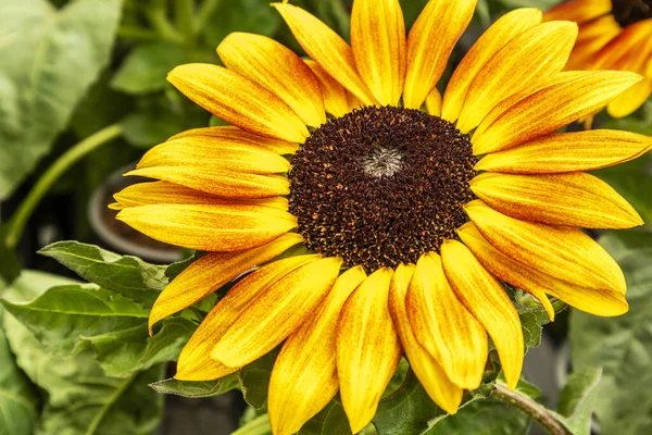 Primer Plano Una Pequeña Cabeza Girasol —  Fotos de Stock