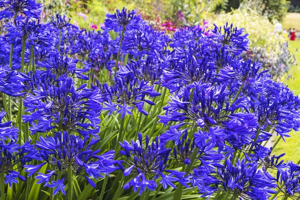 Flores Agapanthus Azuis Profundas Uma Borda Jardim — Fotografia de Stock