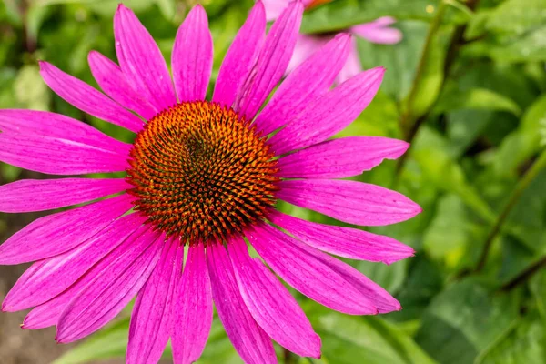 Közelkép Lila Tűlevelű Echinacea Purpurea Gyógynövény Serkenti Immunrendszert — Stock Fotó