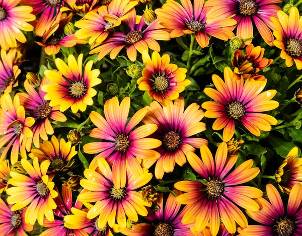 Osteospermum Purple Sun Afrikai Százszorszép Virágzó Növény Narancs Lila Százszorszép — Stock Fotó