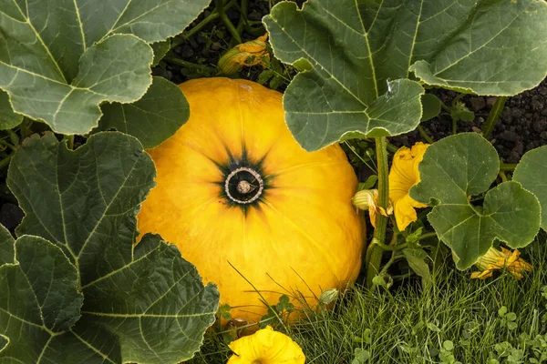 Grande Citrouille Jaune Regardant Travers Les Feuilles Qui Poussent Dans — Photo