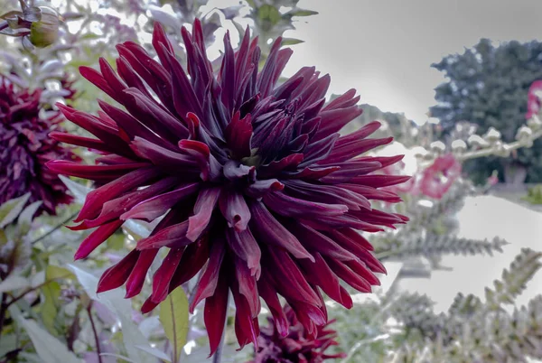 Велика Голова Дуже Темної Фіолетової Dahlia Чорний Джек Зблизька — стокове фото