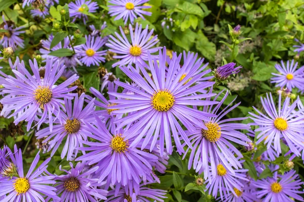 Aster Frikartii Monch 草本境界のラベンダーブルーの草本多年生植物 — ストック写真