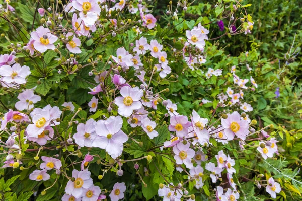 Wysoka Jesień Kwitnące Rośliny Anemon Różowy Granicy Ziołowej — Zdjęcie stockowe