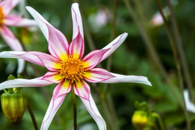 Dahlia Honka Kırılgan 'ın görkemli pembe ve beyaz çiçeği. 