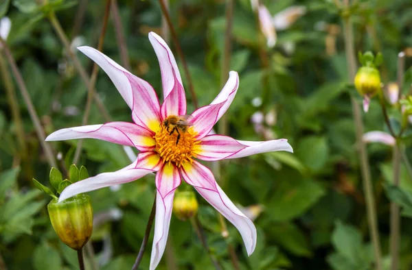 Dahlia Honka Fenséges Rózsaszín Fehér Virága Törékeny Beporzás Egy Méh — Stock Fotó