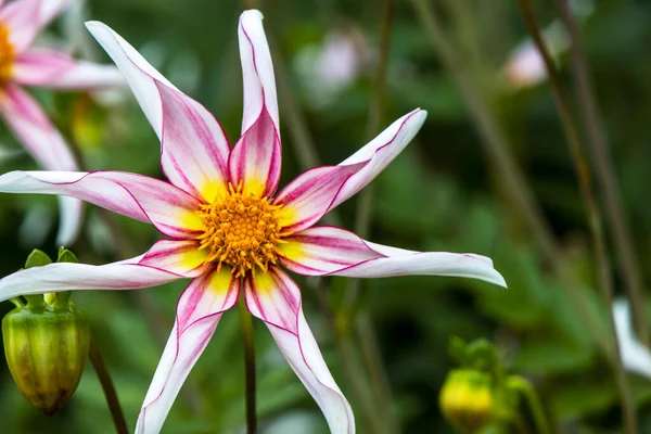 Dahlia Honka Fenséges Rózsaszín Fehér Virága Törékeny — Stock Fotó