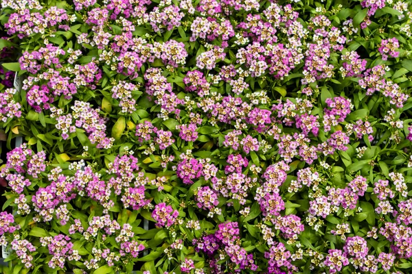 Detailní Záběr Zemi Pokrývající Kvetoucí Lobularia Maritima Malá Kvetoucí Celoroční — Stock fotografie