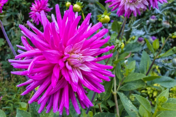 Gran Cabeza Flor Dalia Cactus Rosa Profundo Primer Plano Jardín —  Fotos de Stock