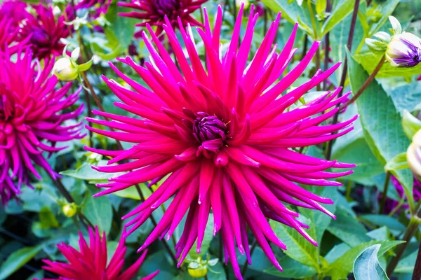 Large Head Deep Pink Cactus Dahlia Flower Garden Close — Stock Photo, Image