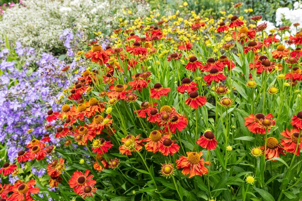 Pomarańczowy Helenium Autumnale Również Wspólne Kwiaty Kiszonki Granicy Ogrodu — Zdjęcie stockowe