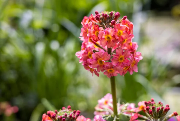 Close Uma Bela Candelabra Primula Canteiro Flores Jardim Inglês — Fotografia de Stock