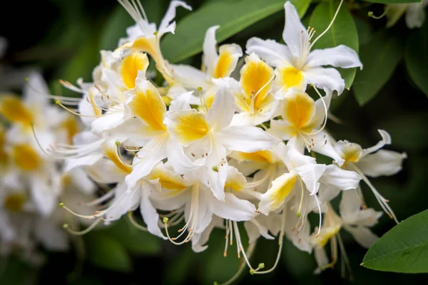 春の庭に白と黄色のアクセントツツジの花のクラスタです — ストック写真