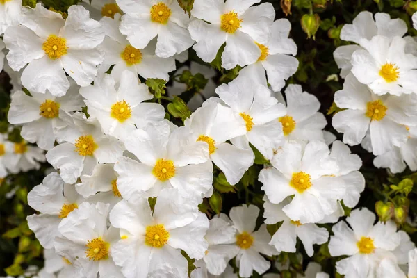 Cistus Salviifolius Розы Шалфея Сальвия Цистус Галлиполи Розы Кустарник Соцветиями — стоковое фото