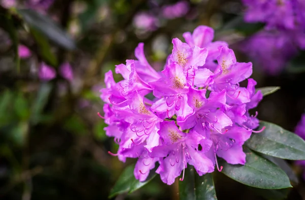 Grande Aglomerado Flores Rododendro Roxo — Fotografia de Stock