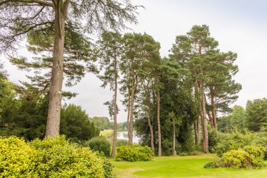 Arka planında göl olan bir parkta uzun kozalaklı ağaçlar olan manzara..