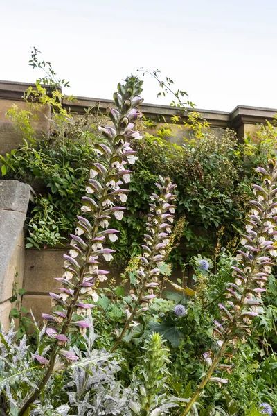 Acanthus Spinosus Planta Herbácea Alta Con Flores Perennes Jardín —  Fotos de Stock